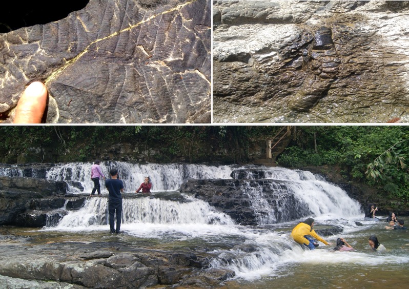 FOSIL DAUN MUARA KARING